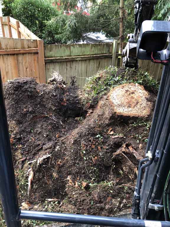 Tree Removal Snohomish