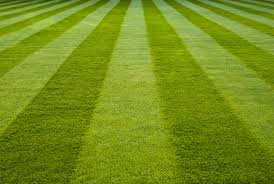 Striped green grass texture