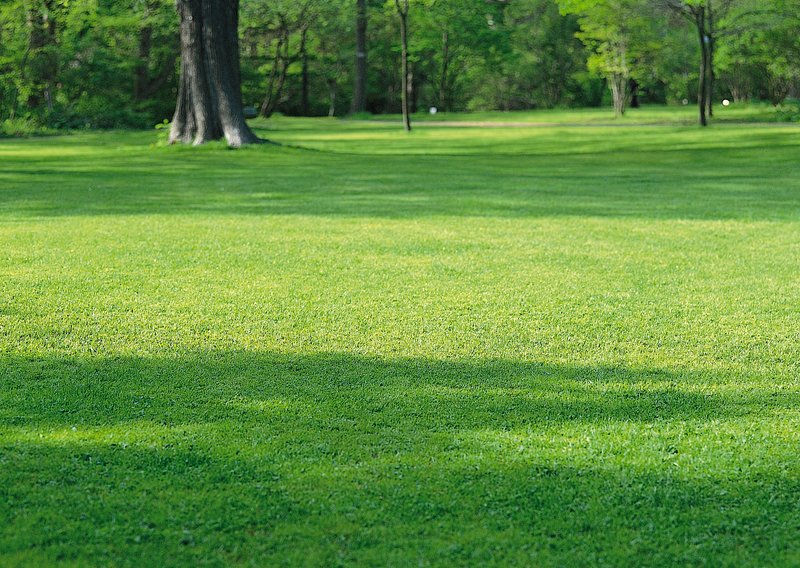 Lush green park with trees and dappled sunlight