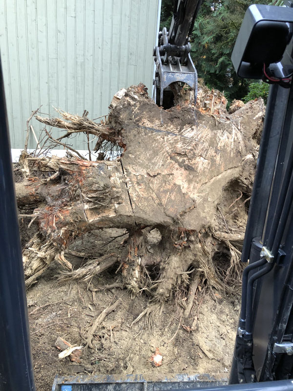 Excavator removing large uprooted tree stump