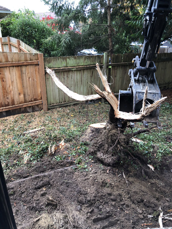 Excavator removing uprooted tree in backyard